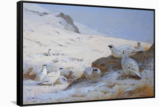 Ptarmigan-Archibald Thorburn-Framed Stretched Canvas