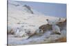 Ptarmigan-Archibald Thorburn-Stretched Canvas