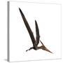 Pteranodon, a Reptilian Bird from the Late Cretaceous Period-null-Stretched Canvas