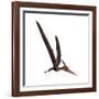 Pteranodon, a Reptilian Bird from the Late Cretaceous Period-null-Framed Art Print