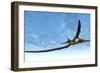 Pteranodon Bird Flying in Blue Sky-Stocktrek Images-Framed Art Print