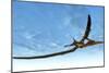 Pteranodon Bird Flying in Blue Sky-Stocktrek Images-Mounted Art Print