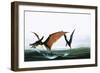 Pteranodon Catching a Fish-Francis Phillipps-Framed Giclee Print