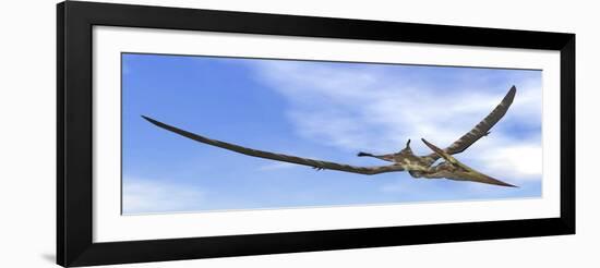 Pteranodon Dinosaur Flying in the Blue Sky-null-Framed Art Print