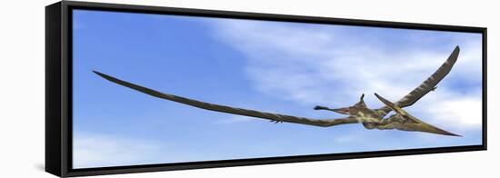 Pteranodon Dinosaur Flying in the Blue Sky-null-Framed Stretched Canvas