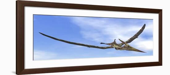 Pteranodon Dinosaur Flying in the Blue Sky-null-Framed Premium Giclee Print