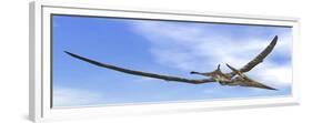 Pteranodon Dinosaur Flying in the Blue Sky-null-Framed Premium Giclee Print