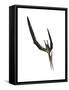 Pteranodon Flying Reptile-Stocktrek Images-Framed Stretched Canvas