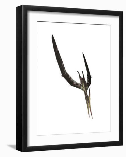 Pteranodon Flying Reptile-Stocktrek Images-Framed Art Print