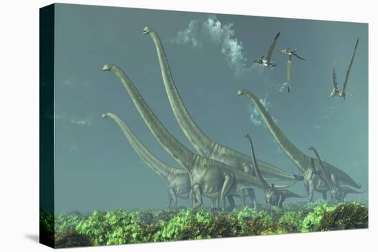 Pteranodon Reptiles Fly over a Herd of Mamenchisaurus-Stocktrek Images-Stretched Canvas