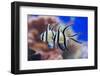 Pterapogon-antos777-Framed Photographic Print