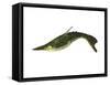 Pteraspis Is an Extinct Genus of Jawless Fish-null-Framed Stretched Canvas