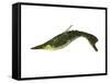 Pteraspis Is an Extinct Genus of Jawless Fish-null-Framed Stretched Canvas
