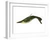 Pteraspis Is an Extinct Genus of Jawless Fish-null-Framed Art Print