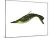 Pteraspis Is an Extinct Genus of Jawless Fish-null-Mounted Art Print
