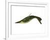 Pteraspis Is an Extinct Genus of Jawless Fish-null-Framed Art Print