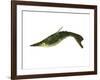 Pteraspis Is an Extinct Genus of Jawless Fish-null-Framed Art Print