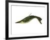 Pteraspis Is an Extinct Genus of Jawless Fish-null-Framed Art Print