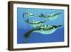 Pteraspis Is an Extinct Genus of Jawless Ocean Fish That Lived in the Devonian Period-null-Framed Premium Giclee Print