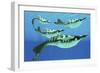 Pteraspis Is an Extinct Genus of Jawless Ocean Fish That Lived in the Devonian Period-null-Framed Premium Giclee Print