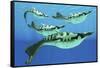 Pteraspis Is an Extinct Genus of Jawless Ocean Fish That Lived in the Devonian Period-null-Framed Stretched Canvas