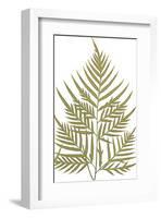 Pteris Leptophylla-Edward Joseph Lowe-Framed Giclee Print