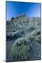 Pterocephalus Lasiospermus with Rock Formations in Distance, Teide National Park, Tenerife, Spain-Relanzón-Mounted Photographic Print