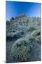 Pterocephalus Lasiospermus with Rock Formations in Distance, Teide National Park, Tenerife, Spain-Relanzón-Mounted Photographic Print