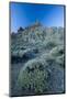 Pterocephalus Lasiospermus with Rock Formations in Distance, Teide National Park, Tenerife, Spain-Relanzón-Mounted Photographic Print