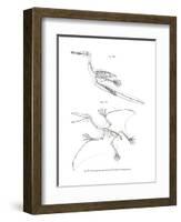 Pterodactyl-null-Framed Giclee Print