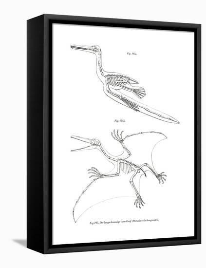 Pterodactyl-null-Framed Stretched Canvas