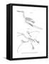 Pterodactyl-null-Framed Stretched Canvas