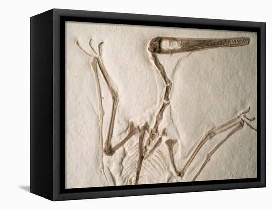 Pterodactylus Dinosaur Fossil from the Late Jurassic Era-Kevin Schafer-Framed Stretched Canvas