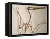 Pterodactylus Dinosaur Fossil from the Late Jurassic Era-Kevin Schafer-Framed Stretched Canvas