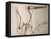 Pterodactylus Dinosaur Fossil from the Late Jurassic Era-Kevin Schafer-Framed Stretched Canvas