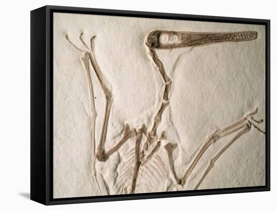 Pterodactylus Dinosaur Fossil from the Late Jurassic Era-Kevin Schafer-Framed Stretched Canvas