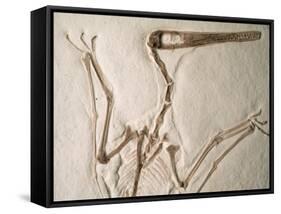 Pterodactylus Dinosaur Fossil from the Late Jurassic Era-Kevin Schafer-Framed Stretched Canvas