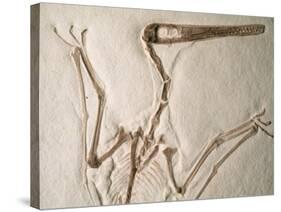 Pterodactylus Dinosaur Fossil from the Late Jurassic Era-Kevin Schafer-Stretched Canvas