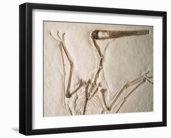 Pterodactylus Dinosaur Fossil from the Late Jurassic Era-Kevin Schafer-Framed Premium Photographic Print