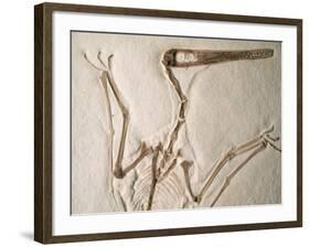 Pterodactylus Dinosaur Fossil from the Late Jurassic Era-Kevin Schafer-Framed Photographic Print