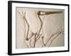 Pterodactylus Dinosaur Fossil from the Late Jurassic Era-Kevin Schafer-Framed Photographic Print