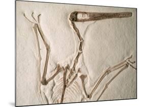 Pterodactylus Dinosaur Fossil from the Late Jurassic Era-Kevin Schafer-Mounted Photographic Print