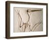 Pterodactylus Dinosaur Fossil from the Late Jurassic Era-Kevin Schafer-Framed Photographic Print