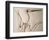 Pterodactylus Dinosaur Fossil from the Late Jurassic Era-Kevin Schafer-Framed Photographic Print