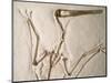 Pterodactylus Dinosaur Fossil from the Late Jurassic Era-Kevin Schafer-Mounted Photographic Print