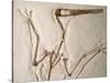 Pterodactylus Dinosaur Fossil from the Late Jurassic Era-Kevin Schafer-Stretched Canvas