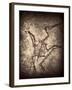 Pterodactylus Kochi-Clive Nolan-Framed Photographic Print