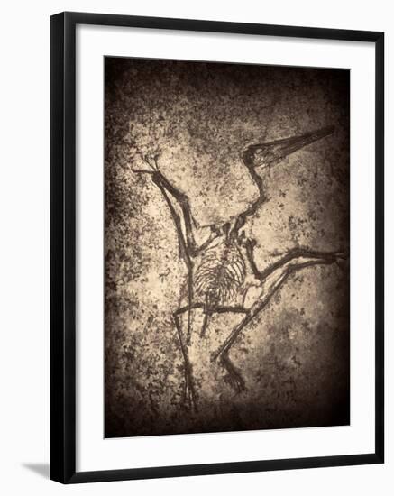 Pterodactylus Kochi-Clive Nolan-Framed Photographic Print