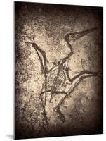 Pterodactylus Kochi-Clive Nolan-Mounted Photographic Print