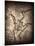 Pterodactylus Kochi-Clive Nolan-Mounted Photographic Print